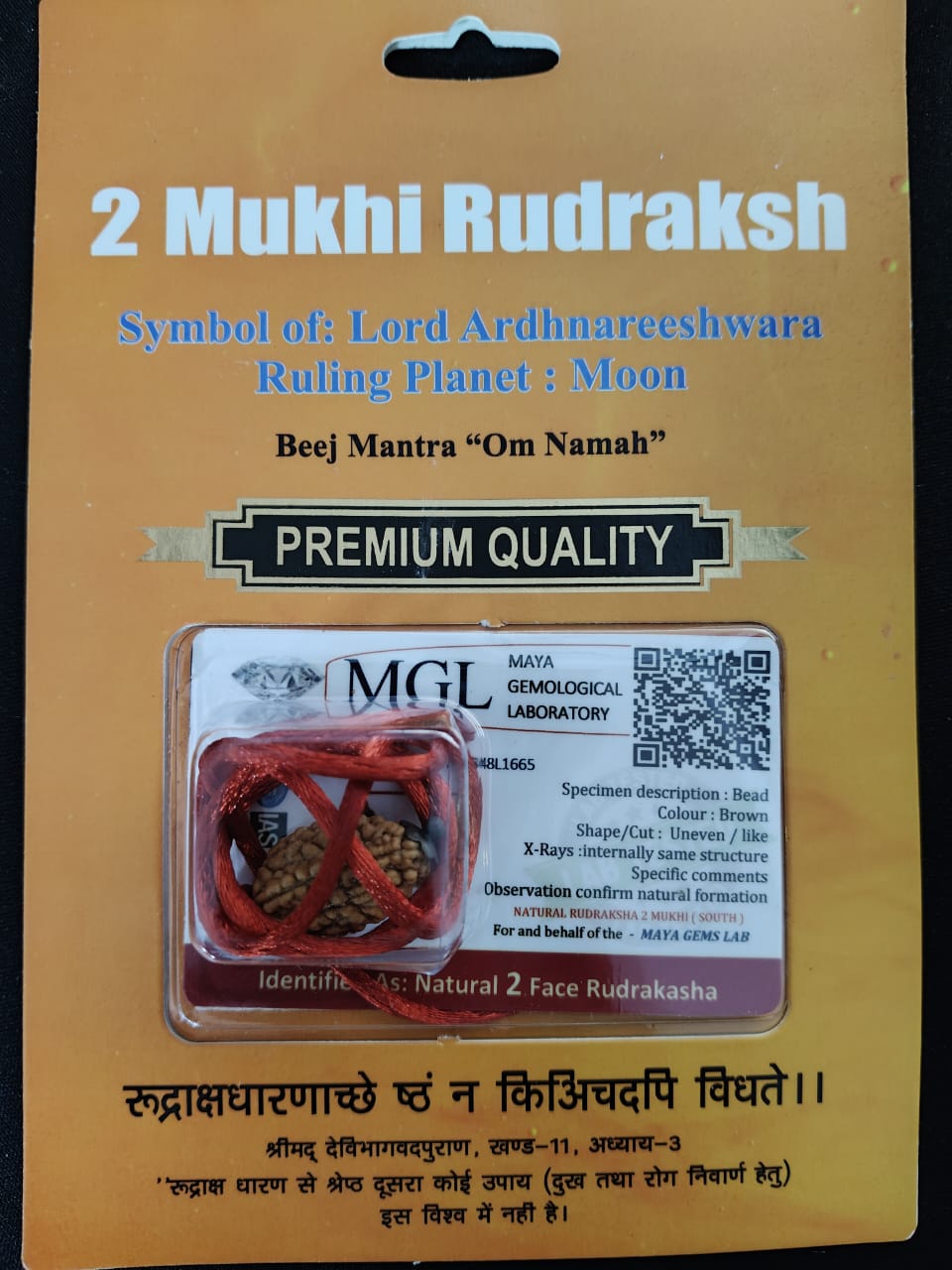 2 Mukhi Rudraksha – Symbol of Lord Ardhanareeshwara | Natural Certified Bead