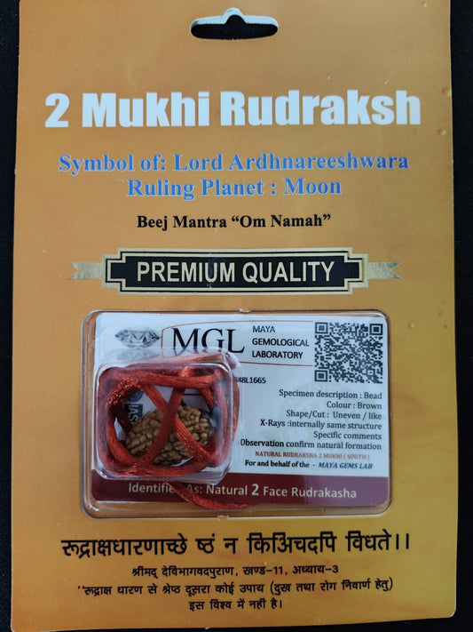 2 Mukhi Rudraksha – Symbol of Lord Ardhanareeshwara | Natural Certified Bead