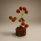 Rudraksha Tree