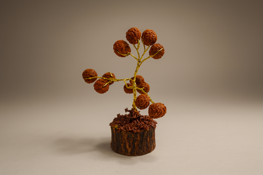 Rudraksha Tree