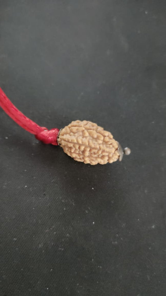 2 Mukhi Rudraksha – Symbol of Lord Ardhanareeshwara | Natural Certified Bead