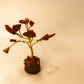 Seven Chakra Crystal Miniature Trees – Pack of 7 | Zodiac Secrets